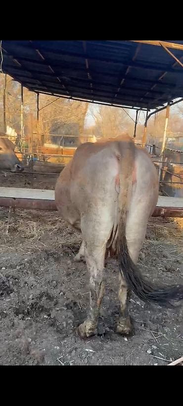 добрый корова: Продаю | Корова (самка) | Для молока | Привязанные — 5