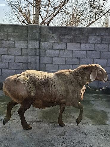 Другие животные: Продаю | Овца (самка) | Полукровка | Для разведения | Матка — 7