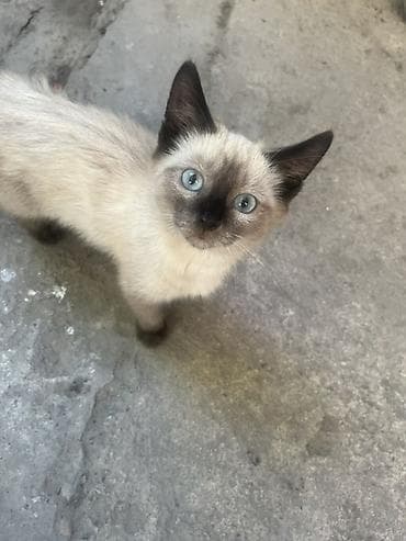 🐾 Отдам котят в добрые и заботливые руки! 🏡❤️ Очаровательные котята — 7