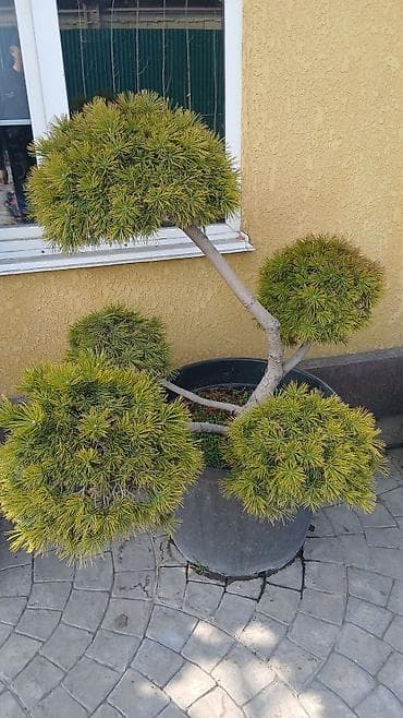 вагон калосный: Дома Больше 6 лет опыта — 6