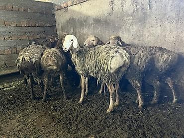 бык кара балта: Продаю | Овца (самка) | Для разведения | Племенные — 6