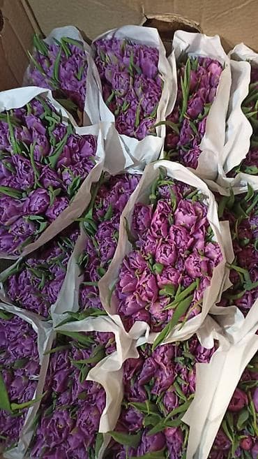 продажа тюльпанов оптом: Тюльпан оптом и в розницу,Тюльпаны срезанные, сортовые, упаковка по — 1