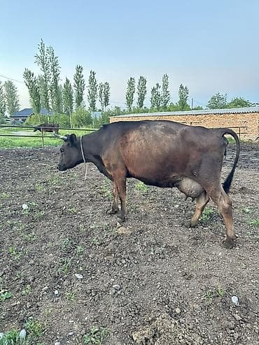 Продаю | Корова (самка) | Швицкая | Для молока | Привязанные