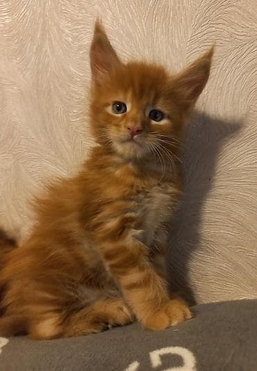 купить кота абиссинца: 🐾🐈Предлагаются к ранней брони очаровательные котята мейн-кун — 2