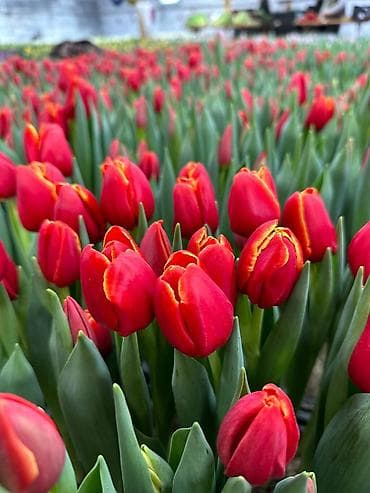 купить кур: Тюльпаны тепличного выращивания — срезка оптом. - Цвета — 6