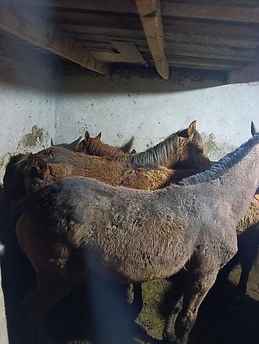 польша лошадь: Продаю | Кобыла (самка) | Для разведения — 4