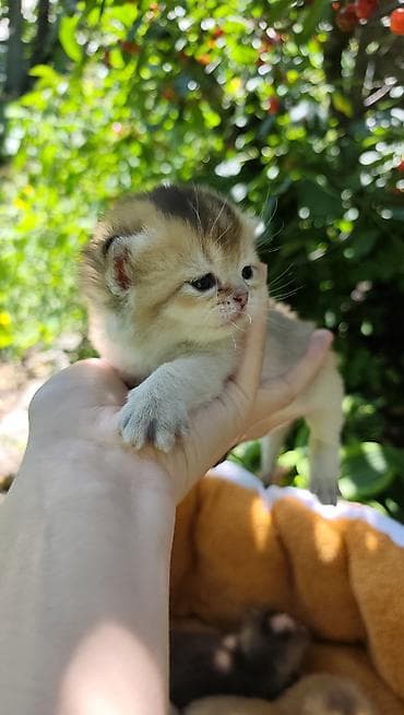 кошк: Шотландские котята (fold/straight) золотых окрасов готовы к раннему — 2