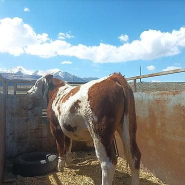 собаки токмок: Сатам | Бука (эркек) | Монбельярд | Көбөйтүү үчүн | Асыл тукумдуу, Жасалма жол менен боозутуу — 6