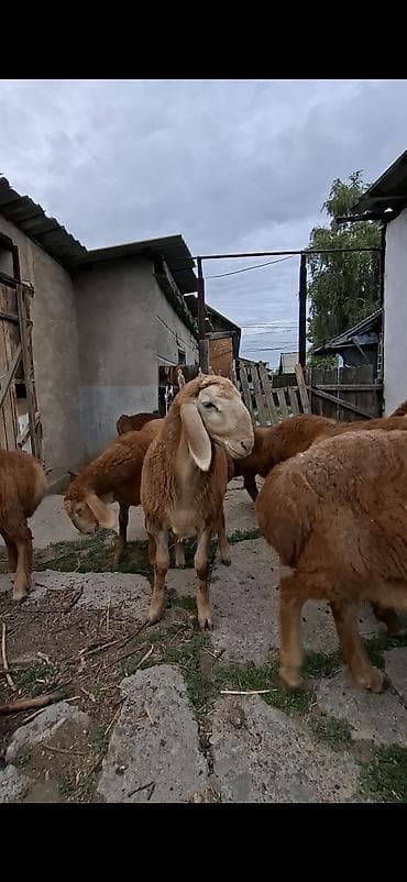 chow chow: Продаю | Овца (самка) | Эдильбаевская | Для разведения — 2