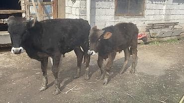 Свиньи: Продаю | Тёлка | Полукровка | На откорм — 3