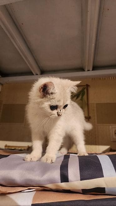 котята золотая шиншилла: Скотиш Страйт (Шотландская прямоухая), 3 месяца, Мальчик, Серебристая шиншилла, Приучена к лотку — 5