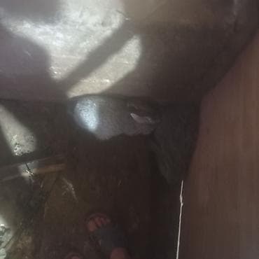 С/х животные и товары: Продаю | Крольчиха (самка), Кролик самец, Крольчата | На забой, Для разведения — 8