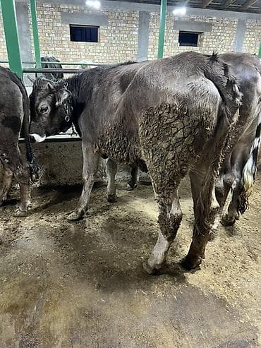 дамашный курица: Продаю | Корова (самка) | Для разведения — 5