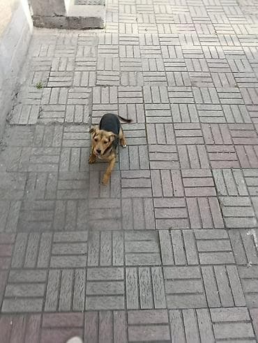 Отдам Даром!!! 
Ягтерьер с помесью дворняжки, 4 месяца, кобель