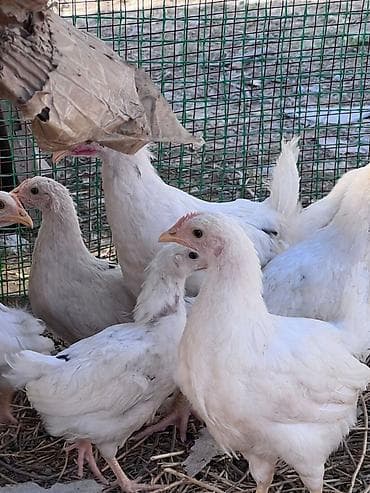 курица несушки: Продаю | Цыплята | На забой — 3