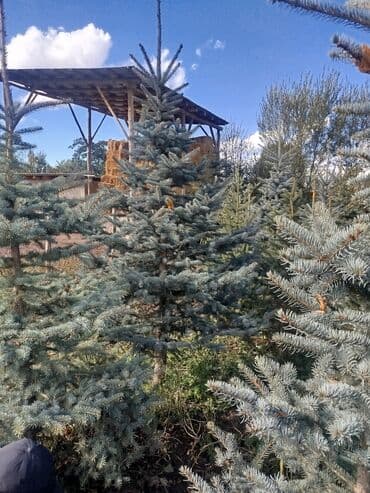 строительные ходули: Саженцы деревьев: Ели — 7