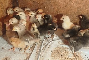 бараны ярочки: Продаю | Цыплята | Для разведения — 1