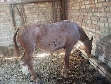 бирманская кошка цена: Продаю | Кобыла (самка) | Рабочий — 3