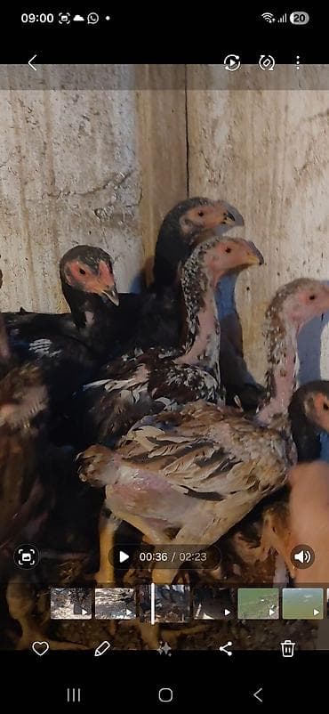 декоративные голуби: Продаю цыплят,бойцовые(дакан) 2, 5 месяцев. прививки сделаны. курочки — 3