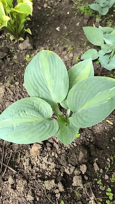 green leaf: Хоста декоративная, сорт с ярко‑салатовыми крупными листьями — 9