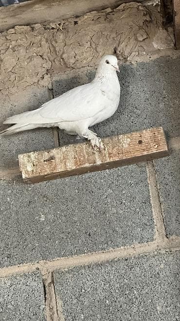 продажа попугаев жако: Две голубки лет игра есть несута и пискунов хорошо кормит — 6