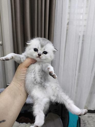 Животные: Открыта бронь, котятам месяц, есть фолды и страйты, мальчики и — 2