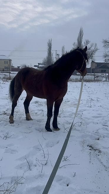 продаются собаки: Продаю | Жеребец | Полукровка | Для разведения | Племенные — 7