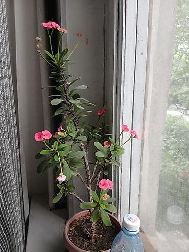 Бөлмө өсүмдүктөрү: Молочай Милла (Euphorbia milii), комнатное растение в горшке. - Куст — 1