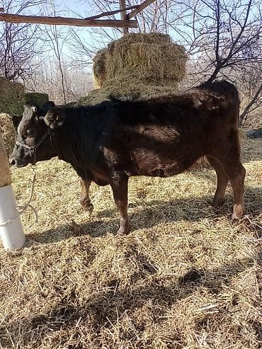 Продаю | Тёлка | Алатауская | Для разведения, Для молока | Не стельные at lalafo.kg Продаю | Тёлка | Алатауская | Для разведения, Для молока | Не стельные