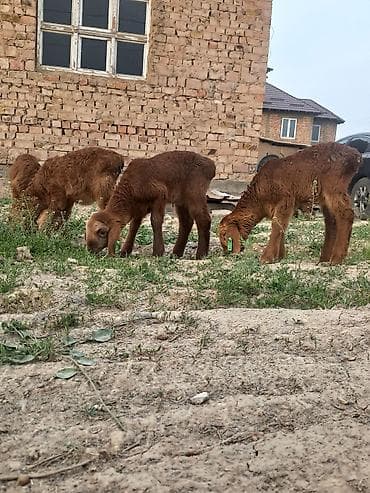 кролики крол кролиха кролик: Продаю | Ягненок | Арашан | На забой — 7