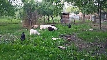 продам индюшат: Продаю | Коза (самка), Козёл (самец), Козлёнок | Полукровка, Зааненская | На забой, Для разведения, Для молока | Племенные, Осеменитель — 7