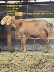 продажа козлов: Продаю | Овца (самка) | Арашан | Для разведения | Матка — 12