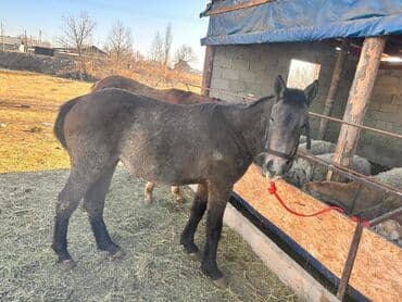 возьму собаку в добрые руки: Продаю | Кобыла (самка) | Полукровка | На забой — 9