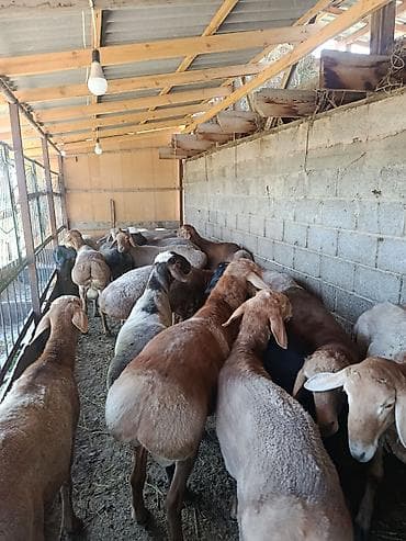 сколько стоят немецкие овчарки: Продаю | Баран (самец) | На забой | Котные — 2