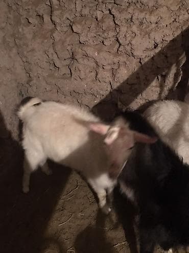 Продаю | Козлёнок | Для разведения | Племенные at lalafo.kg Продаю | Козлёнок | Для разведения | Племенные