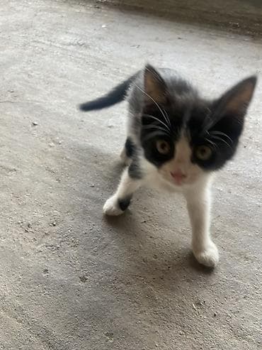 арзан иттер: Мышык бекер берилет: Породасыз, 2 айлык, Ургаачы, Лотокко барууга үйрөтүлгөн — 4