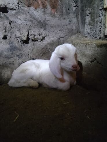 домашние птицы: Продаю | Козёл (самец) | Битал, Зааненская | Для разведения — 12