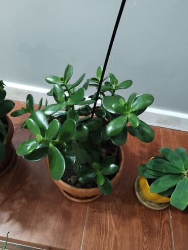 сколько стоят гипсофилы: Растения продаем фото : стоимость 1фото Алоя-300сом 2 фото женское — 6