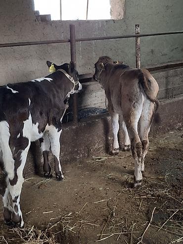 соль для животных: Продаю | Музоо, торпок — 1