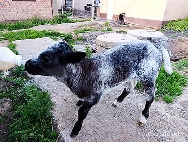 адал куш: Сатам | Музоо | Бордоп семиртүү үчүн | Жасалма уруктандырылган — 3