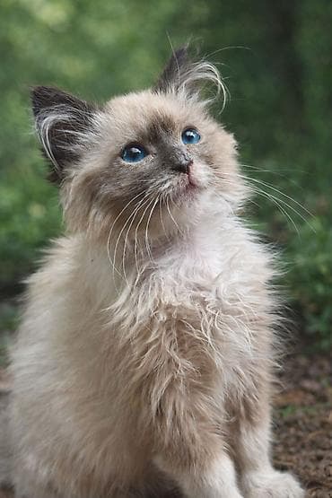 canada goose: Гималайская, 1 месяц, Девочка, Белый, Приучена к лотку, Проглистована — 2