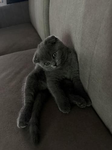 кошка серая: Скотиш Фолд (Шотландская вислоухая), 5 месяцев, Девочка, Голубой, Приучена к лотку — 5