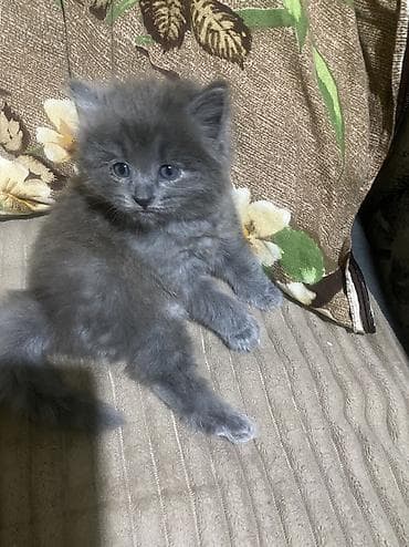 cat sofa: Продаю котят метисов мама обычная черная папа серый британец — 6