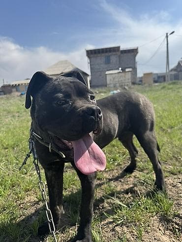 Кане-корсо, 9 месяцев, Самец, С прививкой