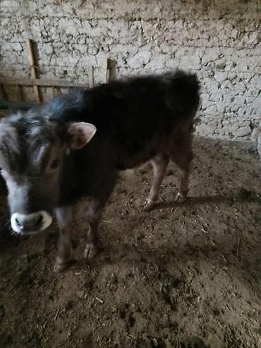 Үй жаныбарлары үчүн товарлар: Сатам | Бука (эркек) | Бордоп семиртүү үчүн — 4