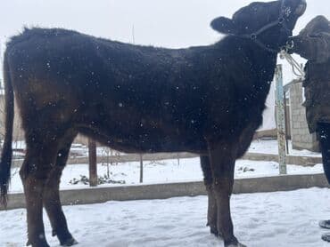 Уйлар, букалар: Сатам | Кунаажын | Швиц | Көбөйтүү үчүн | Асыл тукумдуу, Бооз — 5