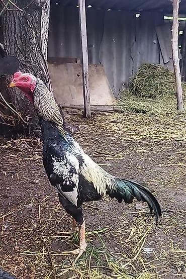 собаки для охраны: Продаю | Петух | Бойцовая | Для разведения — 1