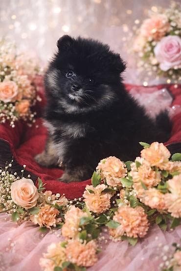 болонка собака: Шпиц щенки под бронирование - Окрас: пати коллор, соболь,черно — 2