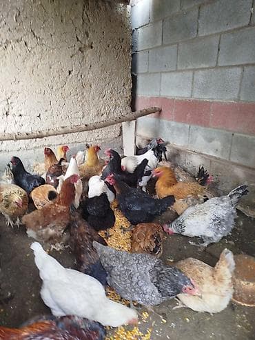 продажа токмок: Тооктор сатылат активный жаш 26 тоок 2 короз бар алмашу жолдору бар — 2