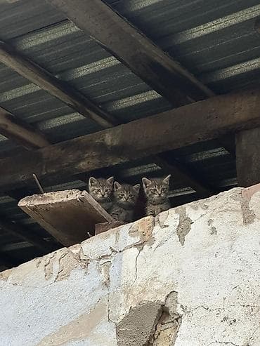 Отдам котят даром,пять штук,район совет.-бчк